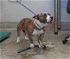adoptable Dog in camarillo, CA named A846111