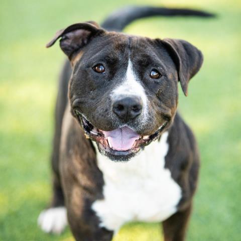 adoptable Dog in Camarillo, CA named *PENNE