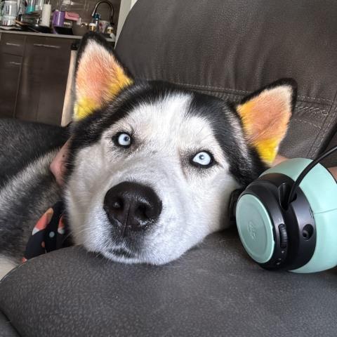 picture of the dog needing adoption