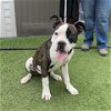 adoptable Dog in camarillo, CA named *BRANDO