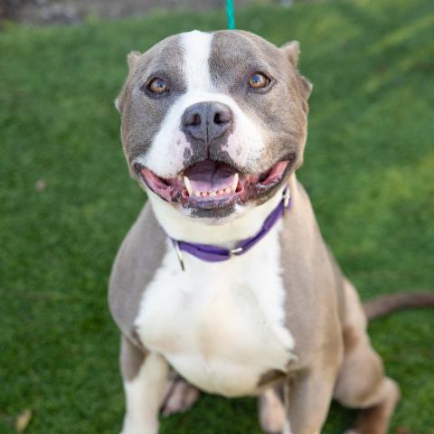 adoptable Dog in Camarillo, CA named CHAMP