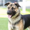 adoptable Dog in Camarillo, CA named *DROGON