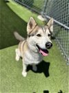 adoptable Dog in  named *GHOST