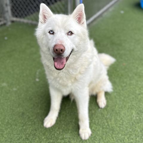 adoptable Dog in Camarillo, CA named *AXEL