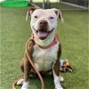 adoptable Dog in  named *DAISY