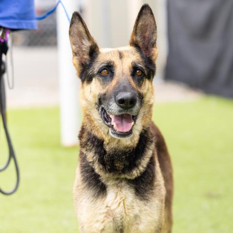 adoptable Dog in Camarillo, CA named *RAINBOW BRITE