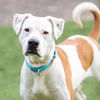 adoptable Dog in Camarillo, CA named *CARL