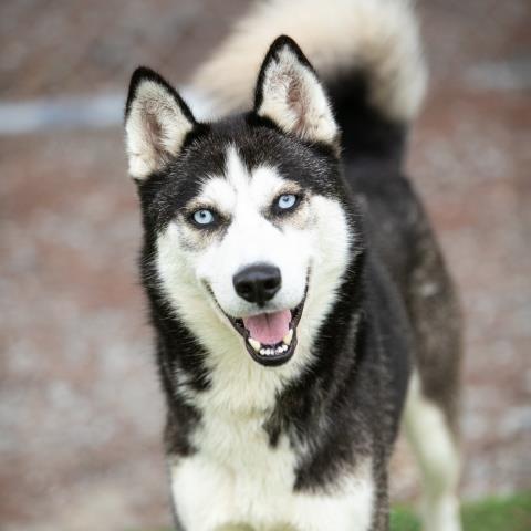 adoptable Dog in Camarillo, CA named *RYKER