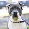 adoptable Dog in  named *KNOX