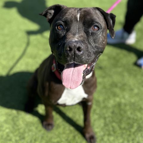 adoptable Dog in Camarillo, CA named *MARVIN