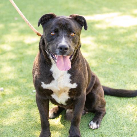 adoptable Dog in Camarillo, CA named *HUNK