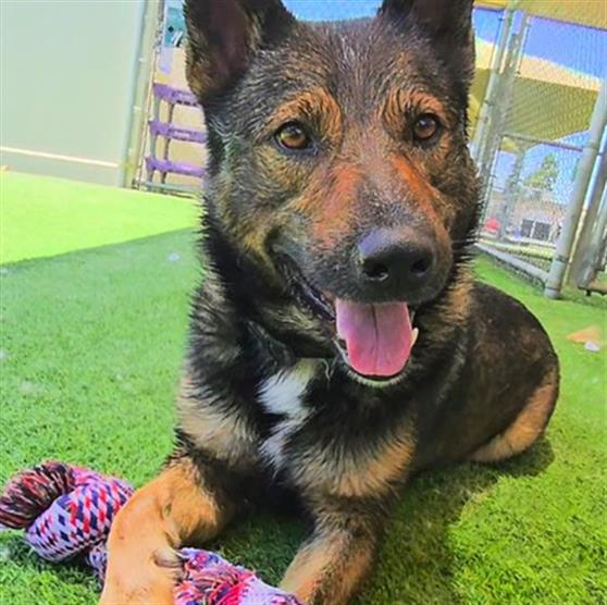 adoptable Dog in Camarillo, CA named OSO