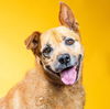 adoptable Dog in Camarillo, CA named ABBY