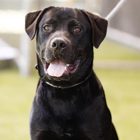 adoptable Dog in Camarillo, CA named DOC