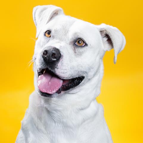 adoptable Dog in Camarillo, CA named SASHA