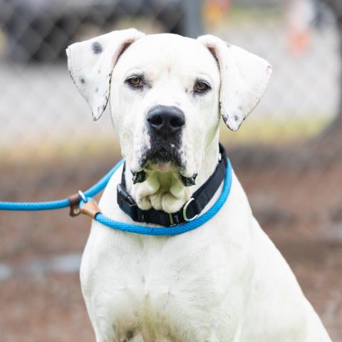 adoptable Dog in Camarillo, CA named *SAMMY