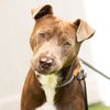 adoptable Dog in Camarillo, CA named *WESLEY