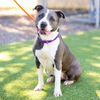 adoptable Dog in Camarillo, CA named QUEEN