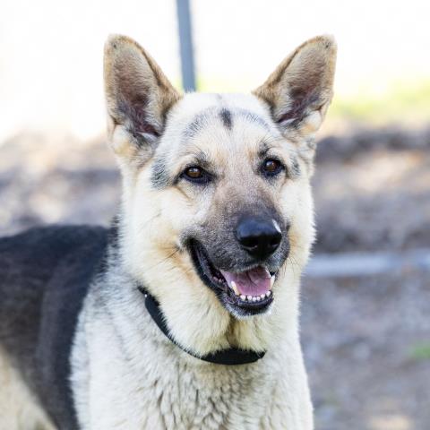 adoptable Dog in Camarillo, CA named SLUGGER