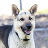 adoptable Dog in Camarillo, CA named SLUGGER