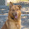 adoptable Dog in Camarillo, CA named BRAXTON