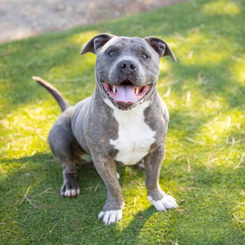 adoptable Dog in Camarillo, CA named BLAZE