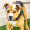 adoptable Dog in Camarillo, CA named *REESE