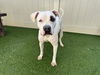 adoptable Dog in Camarillo, CA named *MARSHMALLOW