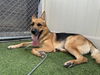 adoptable Dog in Camarillo, CA named CASH