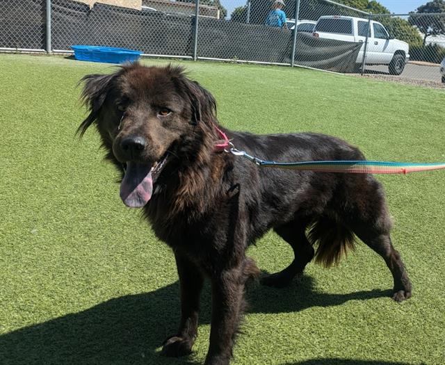 adoptable Dog in Camarillo, CA named *DIM SUM