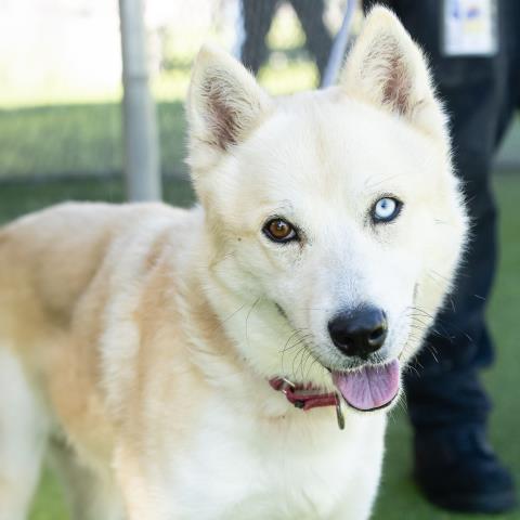 adoptable Dog in Camarillo, CA named *TUUK