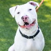 adoptable Dog in Camarillo, CA named *OLAF