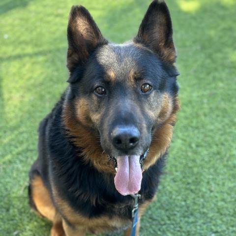 adoptable Dog in Camarillo, CA named SUBARU