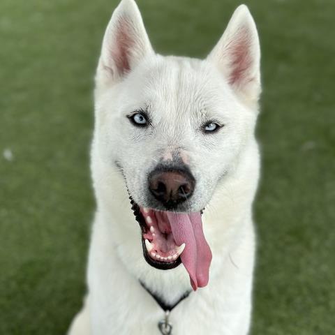 adoptable Dog in Camarillo, CA named SKY