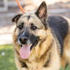 adoptable Dog in Camarillo, CA named BELLA