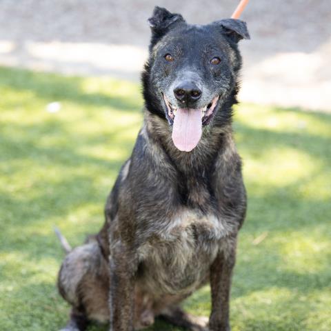 adoptable Dog in Camarillo, CA named *QUINN