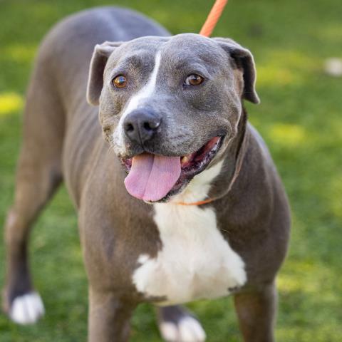 adoptable Dog in Camarillo, CA named HENDRICK