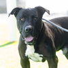 adoptable Dog in Camarillo, CA named *NANDOR