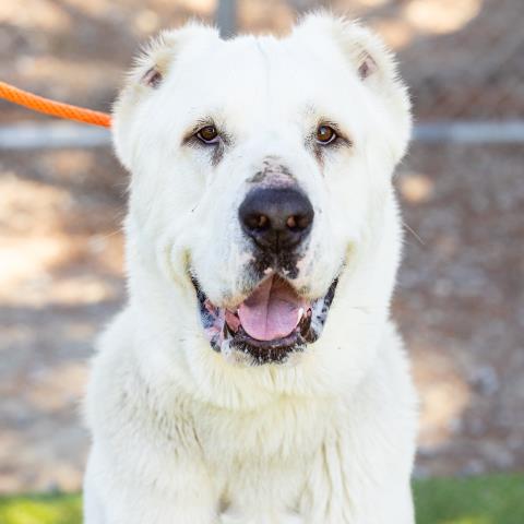 adoptable Dog in Camarillo, CA named *HERMIE