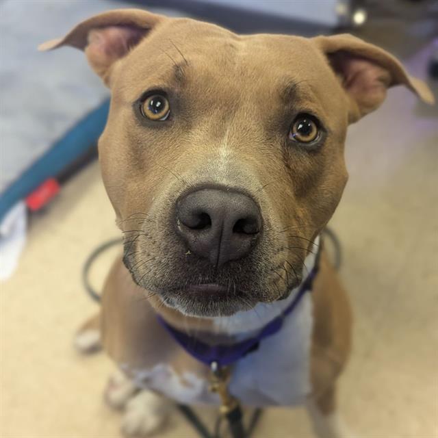 adoptable Dog in Camarillo, CA named *DJALI