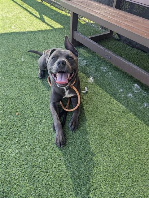 adoptable Dog in Camarillo, CA named *BAIRD