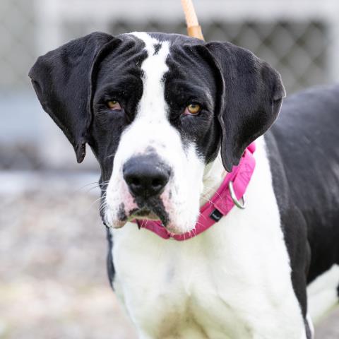 adoptable Dog in Camarillo, CA named BUDDY