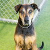 adoptable Dog in  named TANK