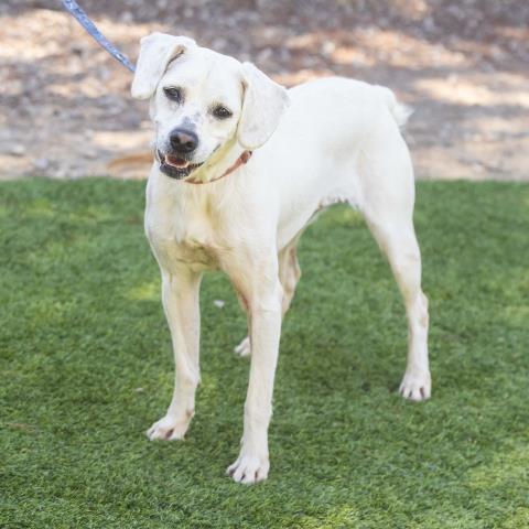 adoptable Dog in Camarillo, CA named KENJI ALEXIA