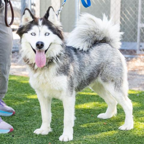 adoptable Dog in Camarillo, CA named *WALLABY