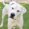 adoptable Dog in Camarillo, CA named KRONK