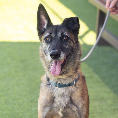 adoptable Dog in Camarillo, CA named *MEL