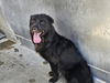 adoptable Dog in Camarillo, CA named *PONZU