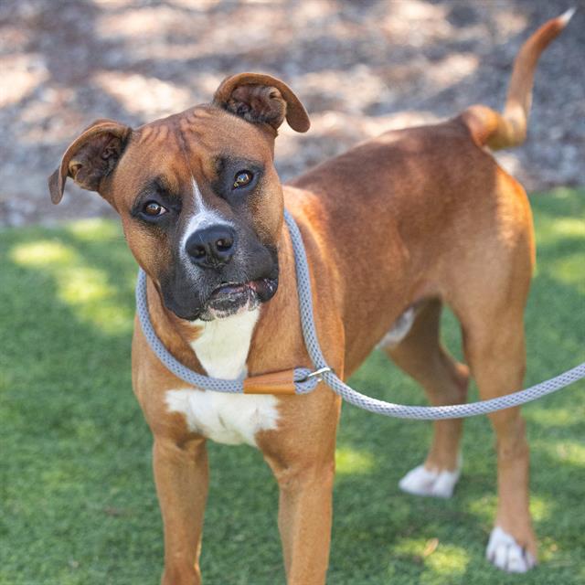 adoptable Dog in Camarillo, CA named *RUDY