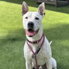 adoptable Dog in camarillo, CA named *RILEY